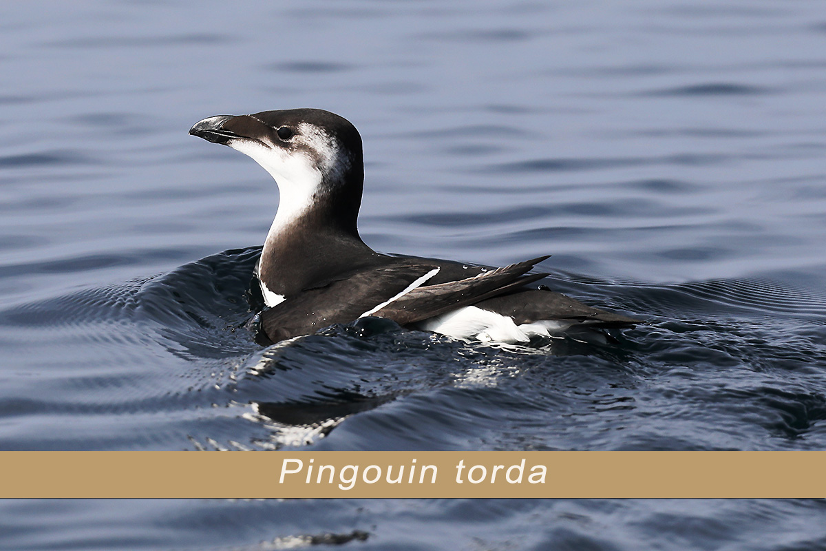 Pingouin torda