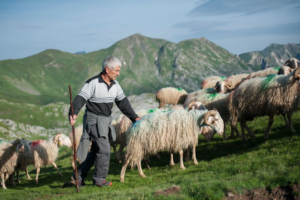 Pyrénées Pleyben