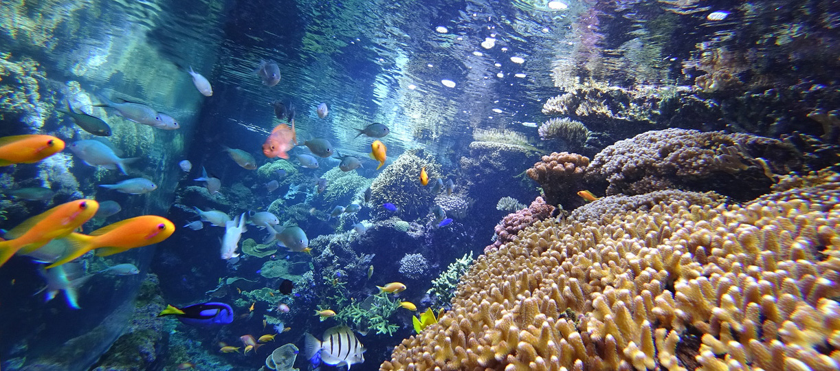 Recif-corallien-Copyright-Oceanopolis-edited