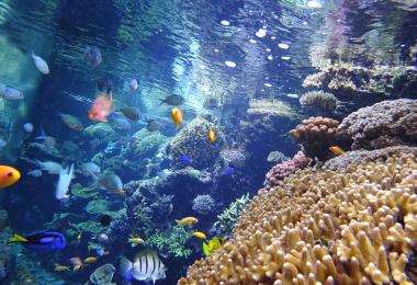 Corallian Reef-Copyright-Oceanopolis-edited