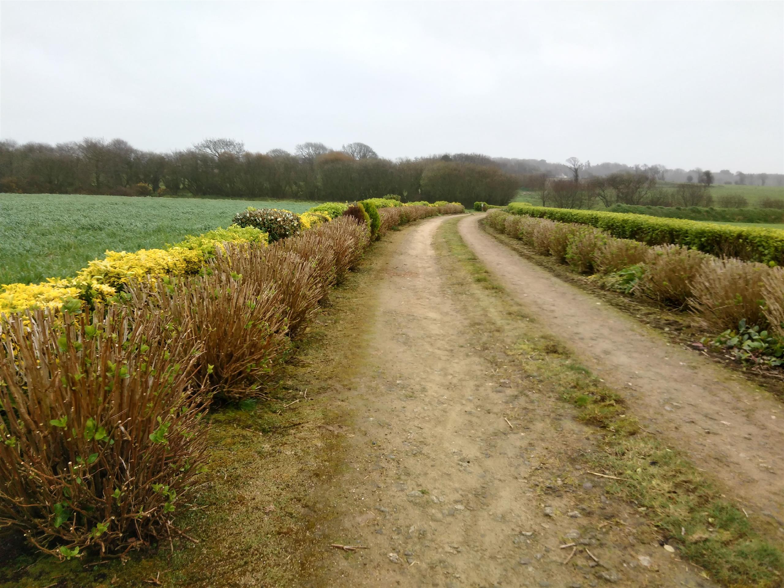Sentier Boucle de l'If