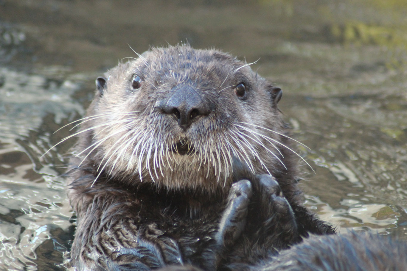 SentierDesLoutres-Loutre-de-mer-portrait-Oceanopolis-Copyright-Oceanopolis-edited