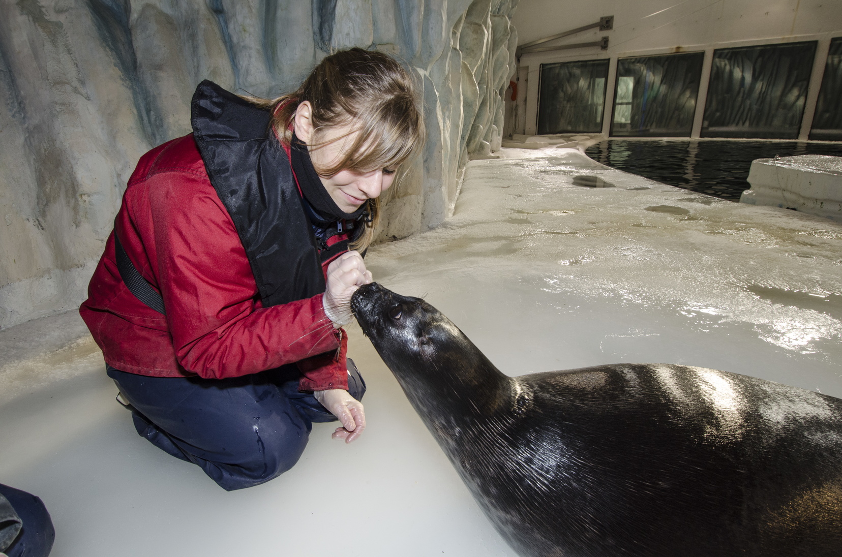 Soin-phoque-polaire-Copyright-Oceanopolis