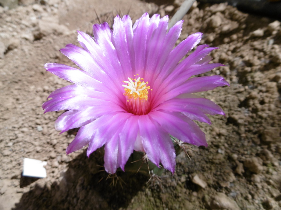 Thelocactus-sanchez-meje