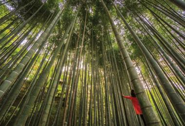 Ciné-doc : "Tokyo, au pays des extrêmes" Le 19 nov 2024