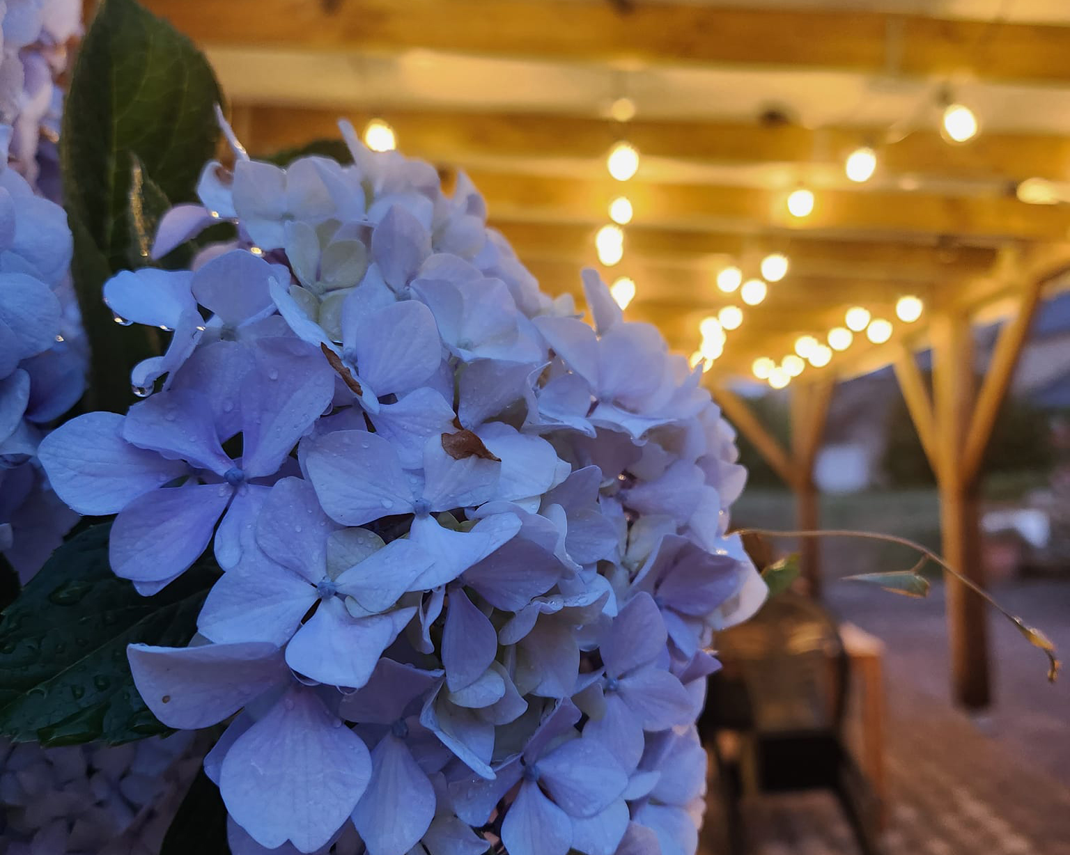 Ty gwechall Creperie Porspoder hortensias web