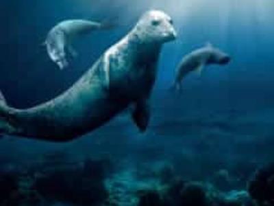 Vacances d'hiver - Incroyables mammifères marins