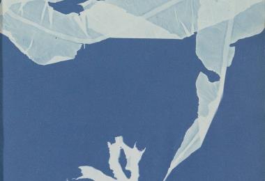 alguier cyanotype