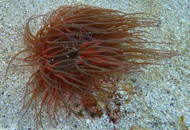 anemone sur sable NP