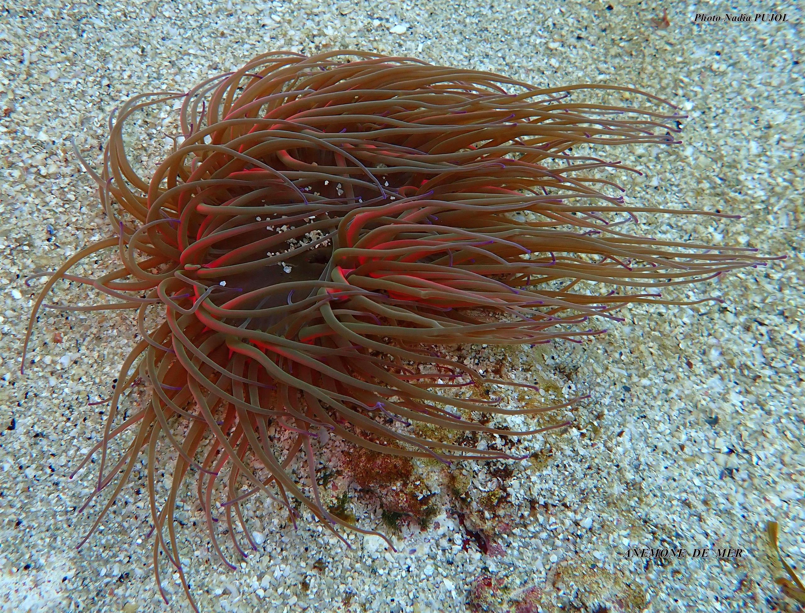 anemone sur sable NP