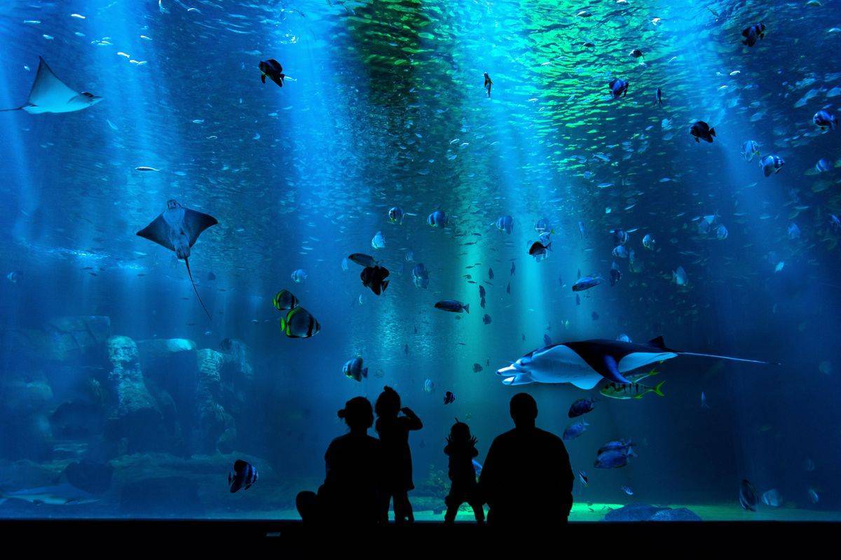 aquarium-brest
