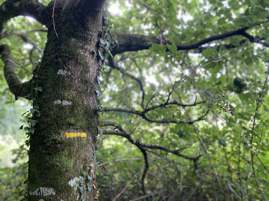 balade_pont-coblant_pleyben_menez_hom_atlantique_arbre