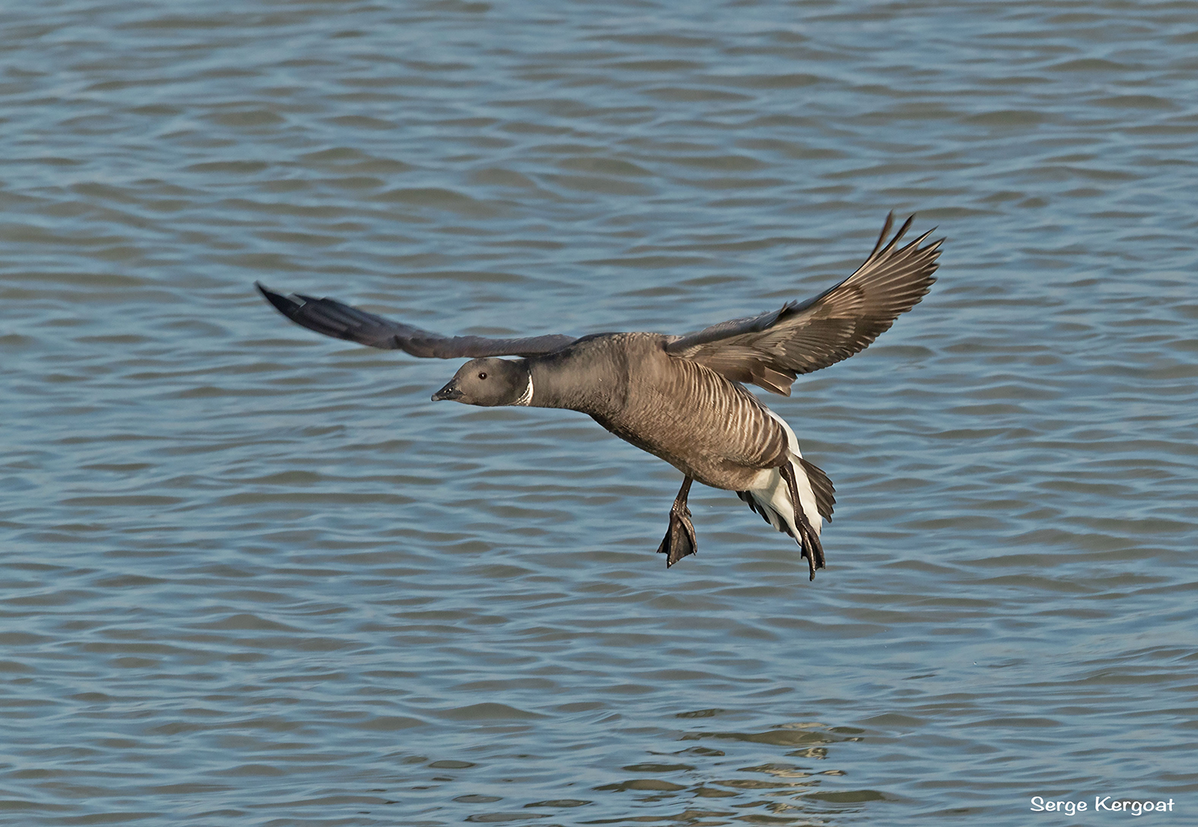 brant goose