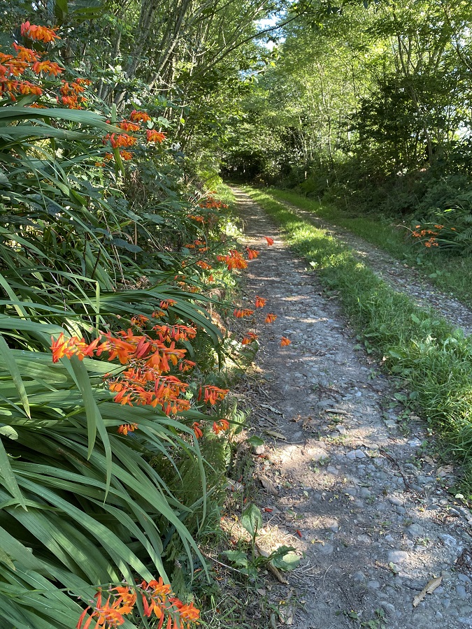 bois_riviere_saint-segal_rando_bois_balade_fleurs