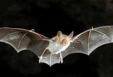 Eurobats Nuit de la Chauve-Souris c572e16c89074d4eb7c316a416044e4a.base.image (1)