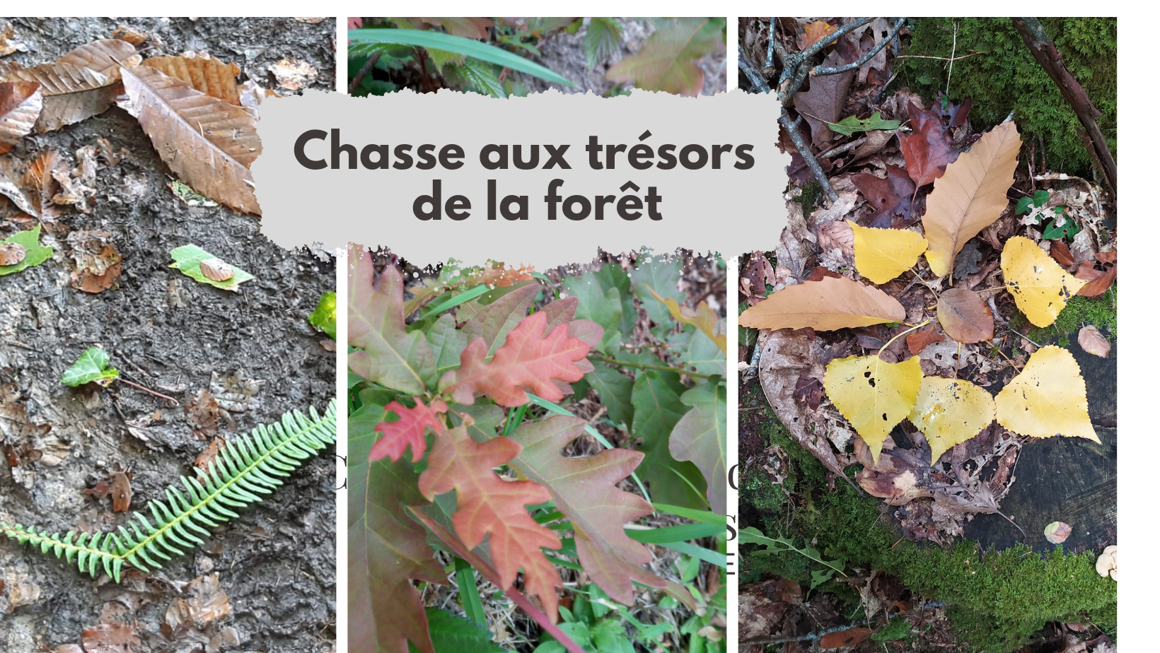 en famille, chasse aux trésors de la forêt