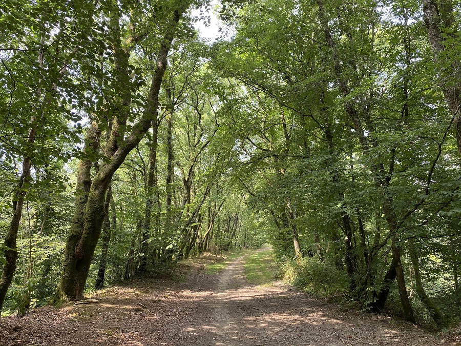 collines_bleues_chateaulin_bois_rando