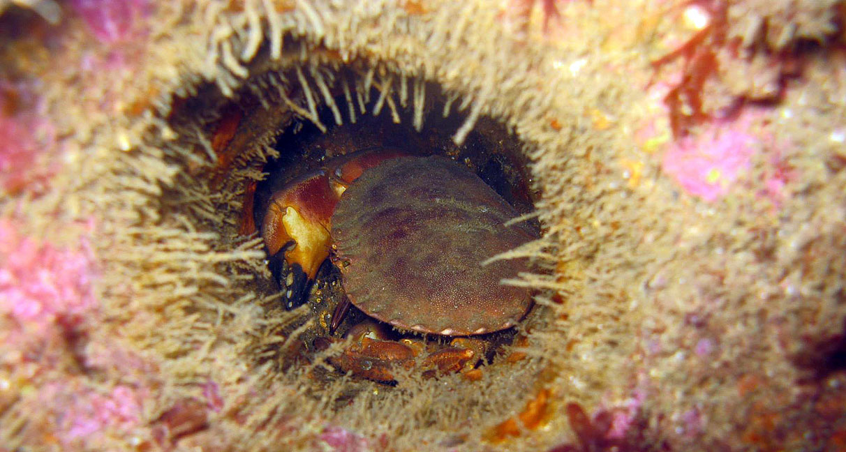 Club subaquatique du Conquet Plongée en mer d'Iroise