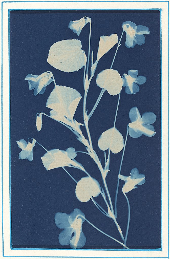 Création de cyanotype