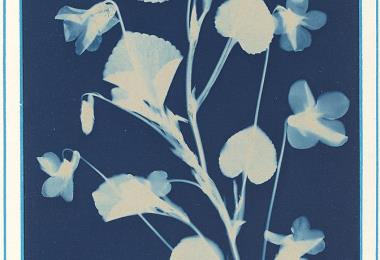 Création de cyanotype Le 26 oct 2024