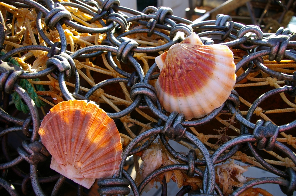 Où Acheter Des Coquilles Saint-jacques à Erquy