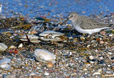 MDA dunlin-3164784_1920