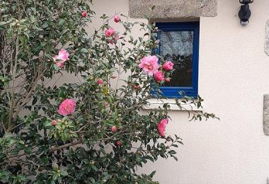 HEB MADEC CAMELIAS Entrée