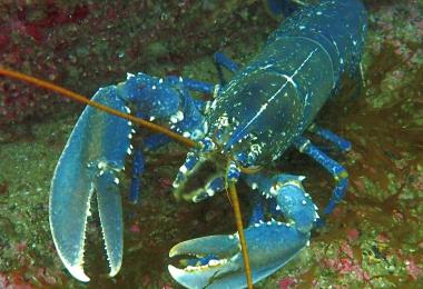 homard face NP
