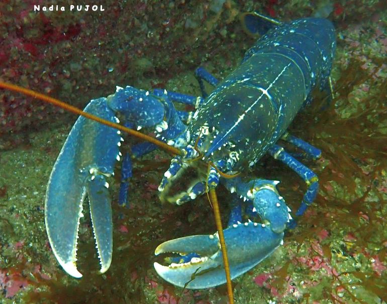 homard face NP