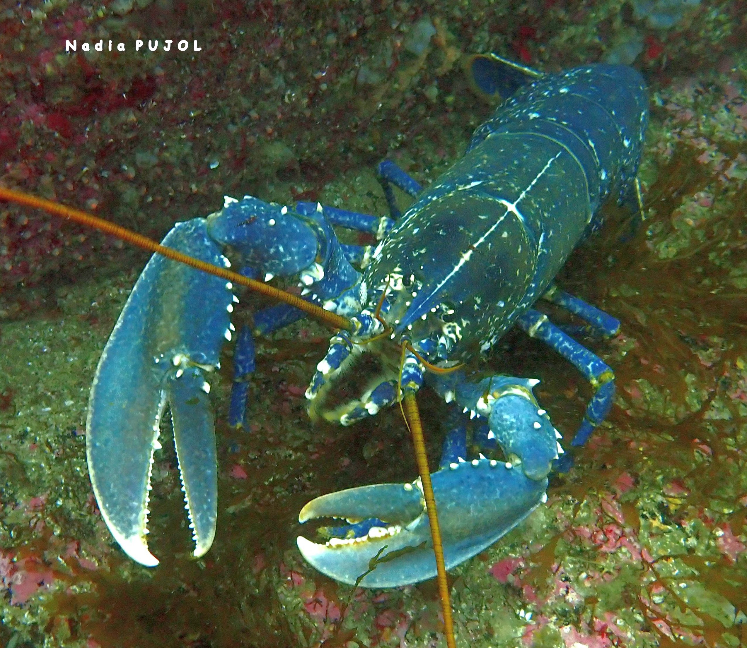 homard face NP