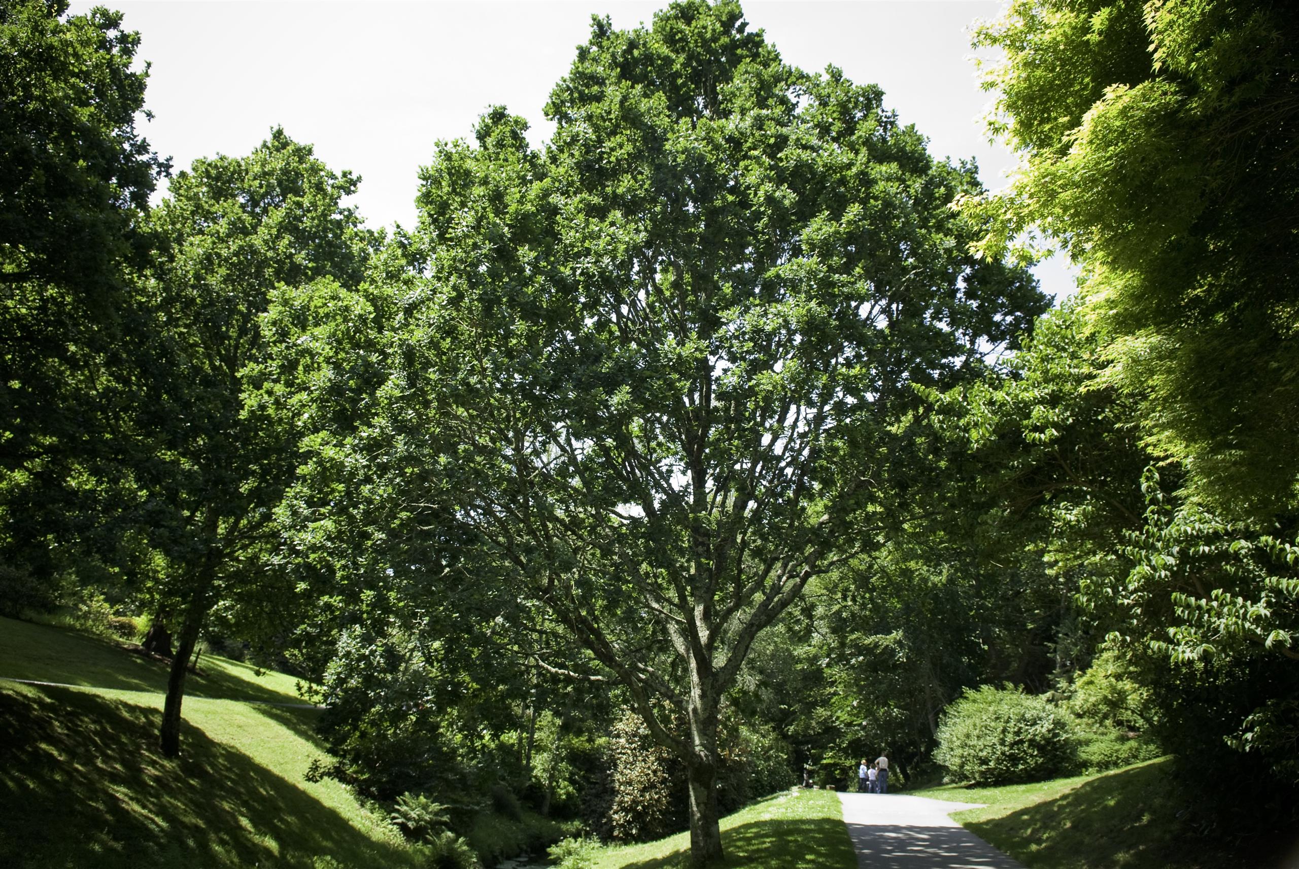 jardin-botanique-brest-37