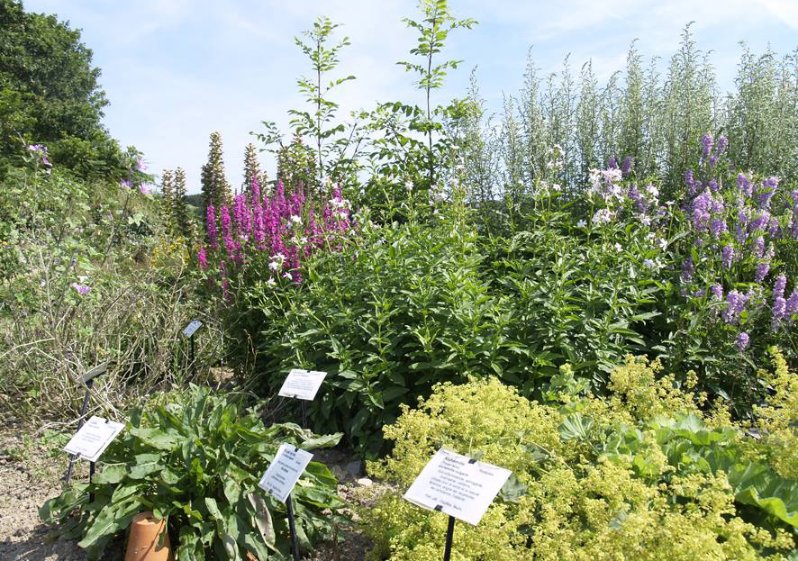 jardin de simples web-opt