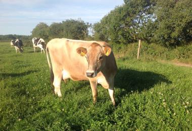 Keroudy Ferme de Keroudy Milizac Guipronvel