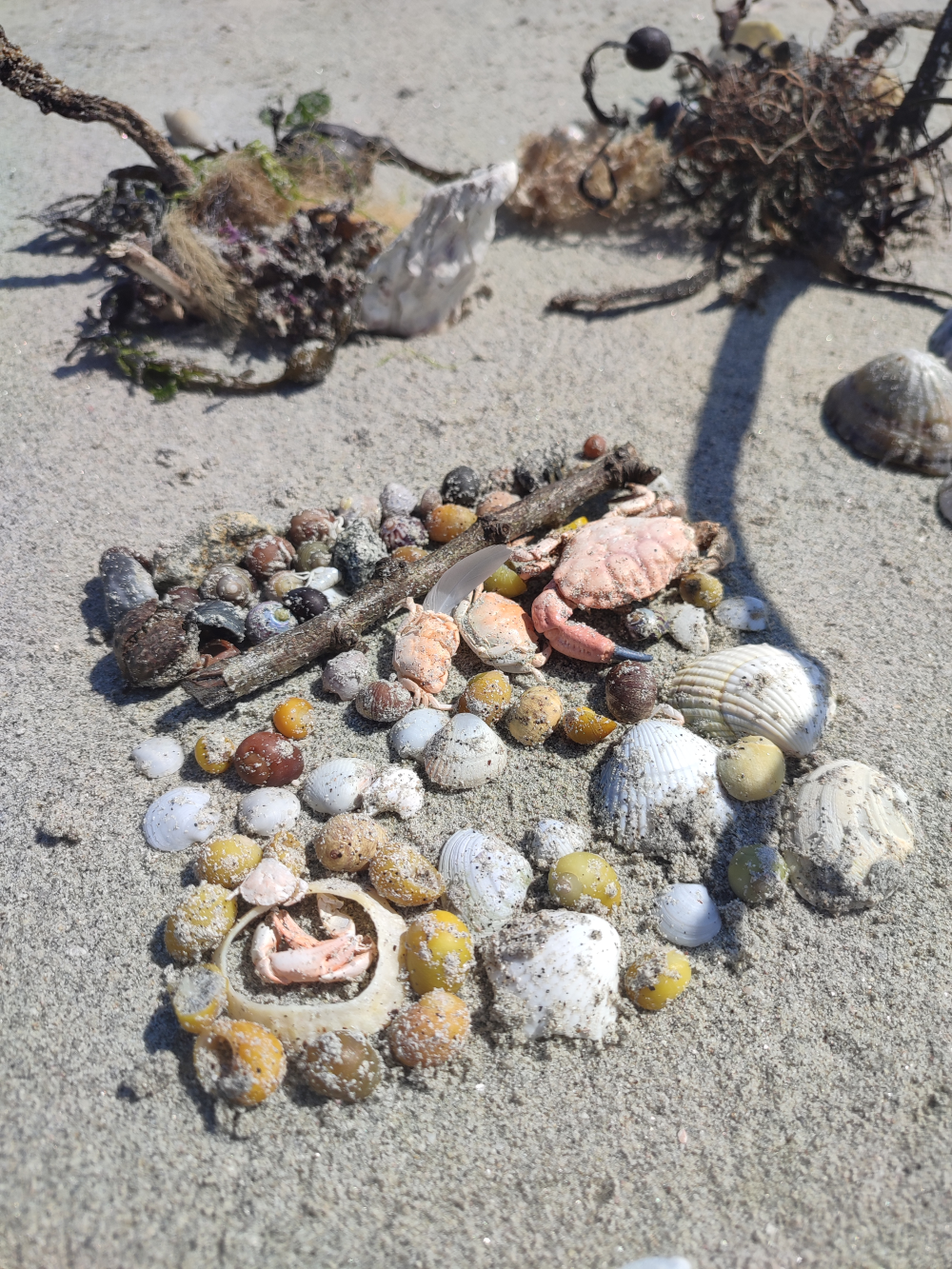 Trésors de la plage