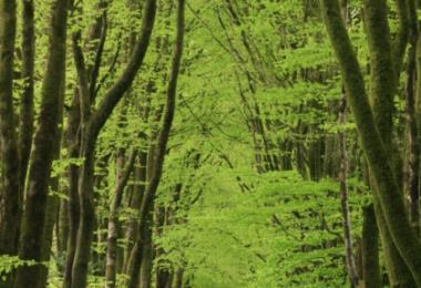 les-arbres-de-MM-scaled-420x630