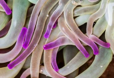 vero medium_Anemone_verte_1_a11b9b7881