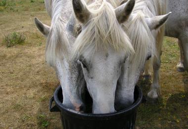 les chambres d'hotes de kerael : nos chevaux