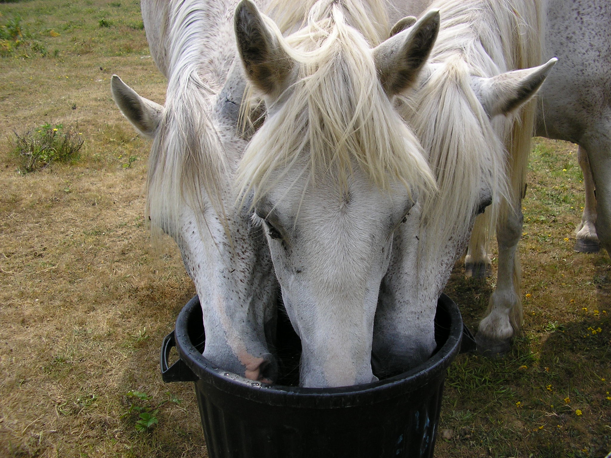 nos-chevaux-chambres-d-hotes-de-kerael