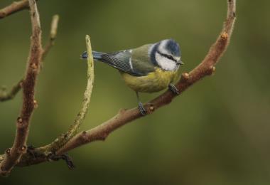 oiseaux jardins