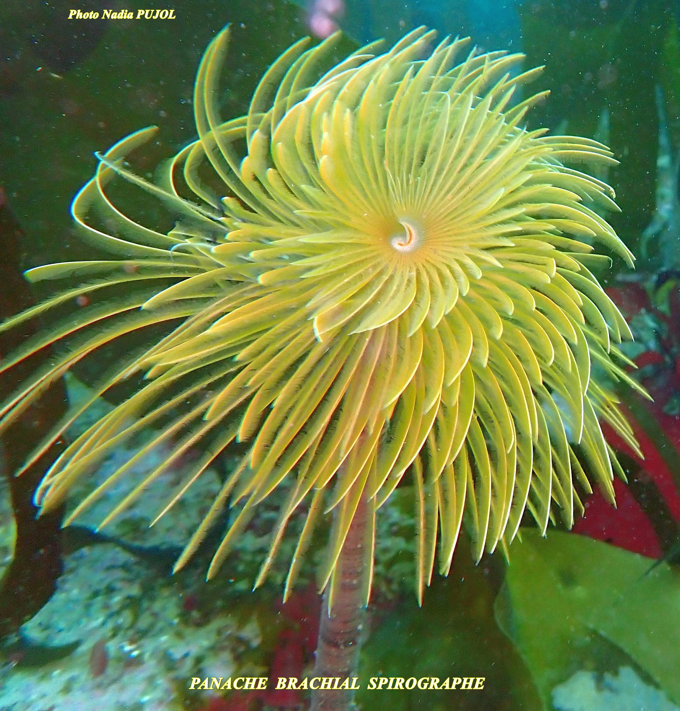 panache brachial spirographe NP