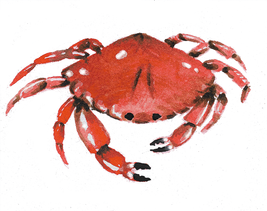 crabe