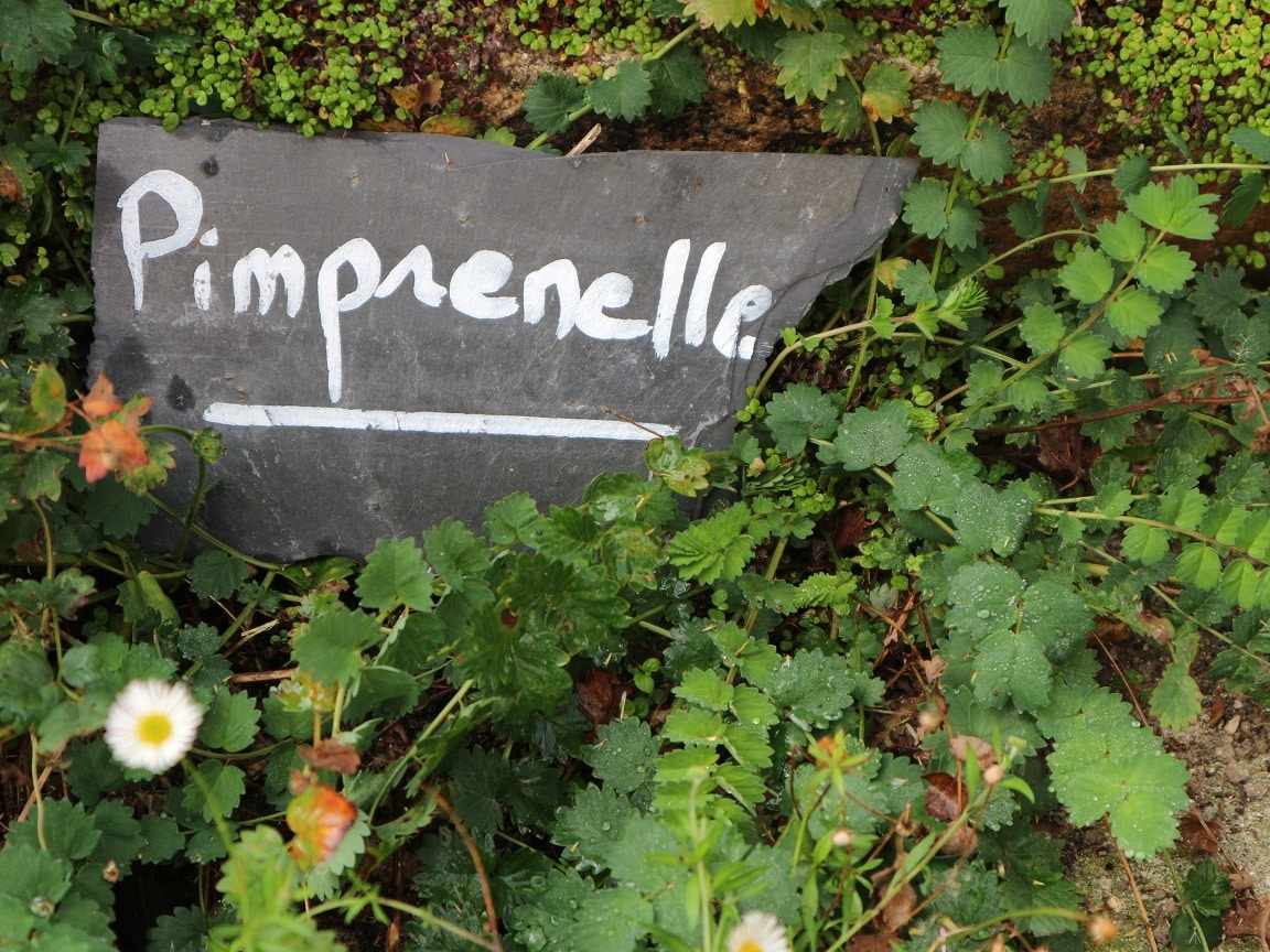 Sauvages de nos rues : une balade botanique à la découverte des plantes urbaines