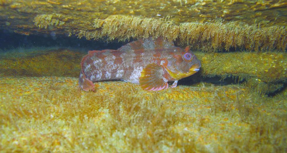 Club subaquatique du Conquet Plongée en mer d'Iroise
