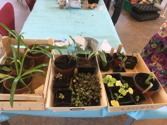 Semis de tomates avec le jardin partagé les Ancolies