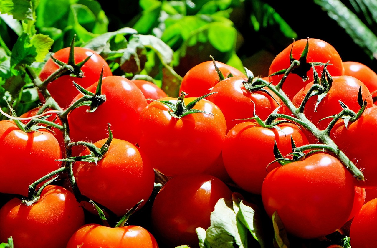 tomatoes-g6189f75e5_1280