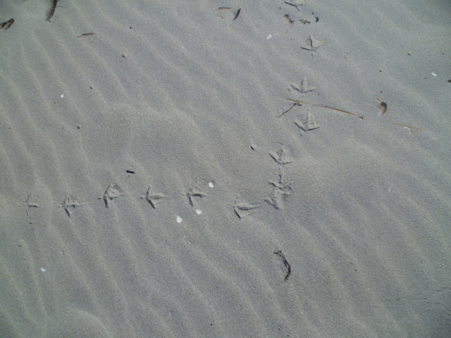 Traces oiseaux limicoles sur le sable