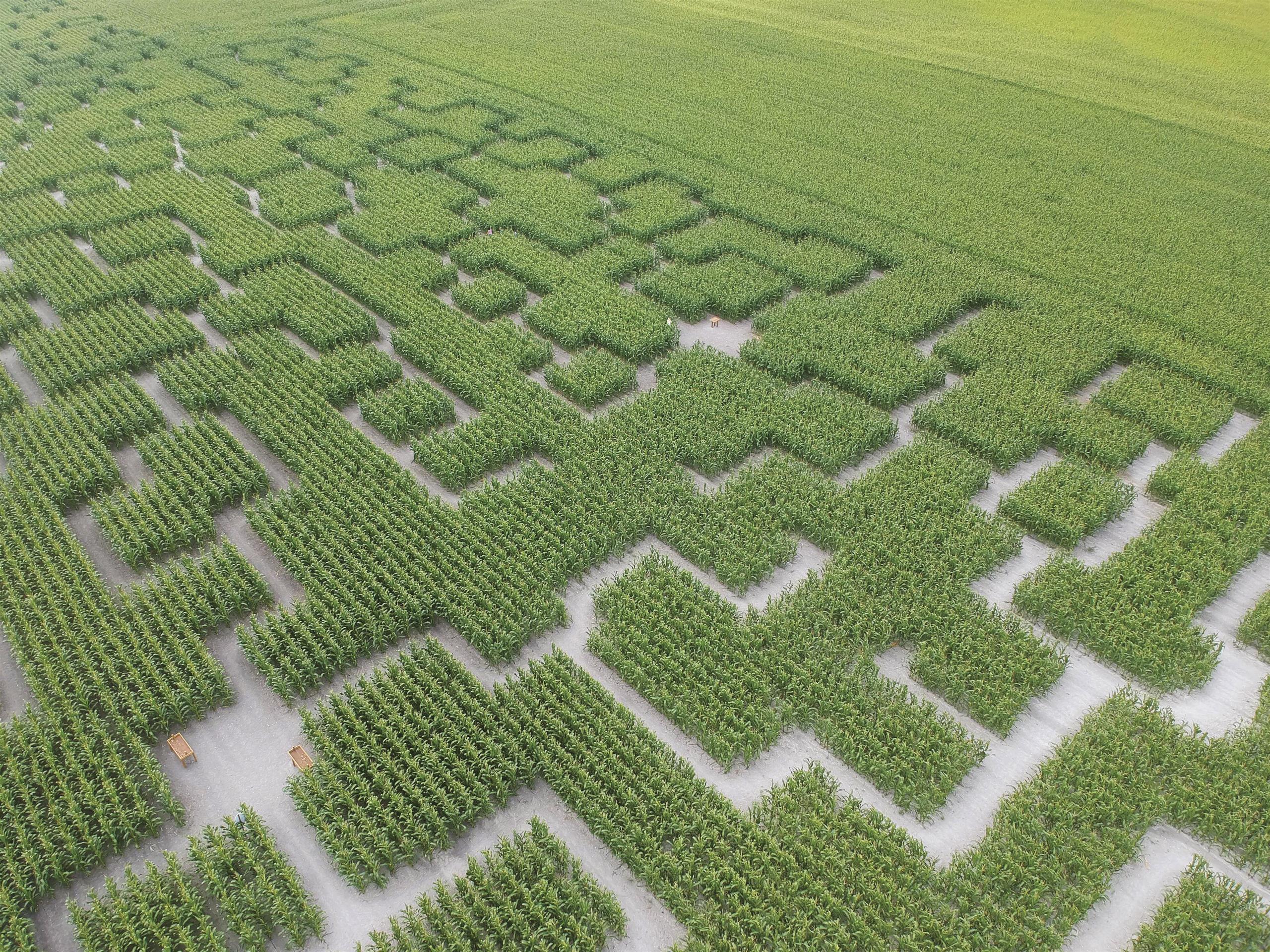 vue-aérienne-3-pop-corn-labyrinthe